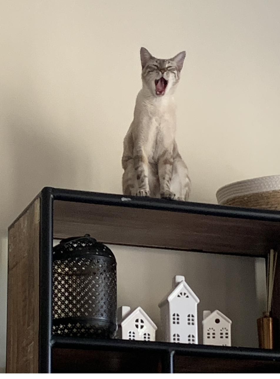 Casper mid-declaration on the shelf above the ceramic houses