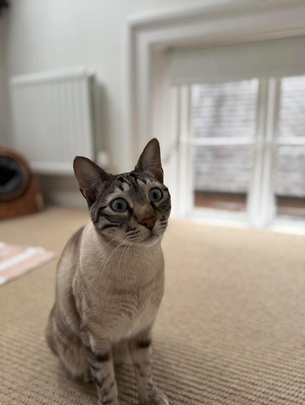Casper, the practice chairman, wide-eyed on the carpet